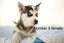 Pure breed Siberian husky puppies Carousel 19