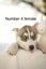 Pure breed Siberian husky puppies Carousel 18