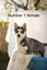 Pure breed Siberian husky puppies Carousel 9