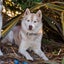 Pure breed Siberian husky puppies Carousel 5