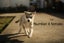 Pure breed Siberian husky puppies Carousel 17