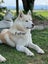 Pure breed Siberian husky puppies Carousel 4