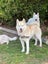 Pure breed Siberian husky puppies Carousel 3