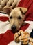 Auckland Puppy Rescue - KELCE Carousel 1