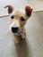Auckland Puppy Rescue - KELCE Carousel 2