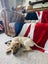 Auckland Puppy Rescue - KELCE Carousel 4