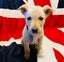 Auckland Puppy Rescue - KELCE Carousel 5