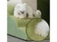 Dog Door Cat Door Carousel 5