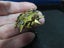 9ct gold rare masonic Order of the Eastern Star brooch... c1900s Edwardian? Carousel 5