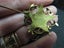 9ct gold rare masonic Order of the Eastern Star brooch... c1900s Edwardian? Carousel 6