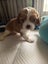 Cavalier King Charles puppies Carousel 17
