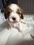 Cavalier King Charles puppies Carousel 18