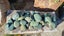 Greenstone Carousel 4