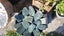 Greenstone slabs Carousel 3