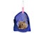 Small Pet Bed Carousel 7