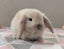 Purebred Mini Lop Rabbits Carousel 4