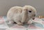 Purebred Mini Lop Rabbits Carousel 5