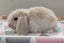 Purebred Mini Lop Rabbits Carousel 6