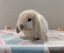 Purebred Mini Lop Rabbits Carousel 3