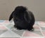 Purebred Mini Lop Rabbits Carousel 7