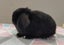Purebred Mini Lop Rabbits Carousel 8
