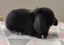 Purebred Mini Lop Rabbits Carousel 9