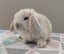 Purebred Mini Lop Rabbits Carousel 10