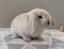 Purebred Mini Lop Rabbits Carousel 11