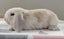 Purebred Mini Lop Rabbits Carousel 12