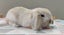 Purebred Mini Lop Rabbits Carousel 13