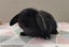 Purebred Mini Lop Rabbits Carousel 14