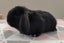 Purebred Mini Lop Rabbits Carousel 15