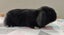 Purebred Mini Lop Rabbits Carousel 16