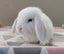 Purebred Mini Lop Rabbits Carousel 18