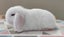 Purebred Mini Lop Rabbits Carousel 19