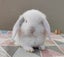 Purebred Mini Lop Rabbits Carousel 17