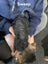 Schnox Puppies Carousel 3
