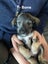 Schnox Puppies Carousel 6