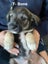 Schnox Puppies Carousel 5