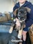 Schnox Puppies Carousel 7