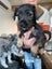 Schnox Puppies Carousel 9