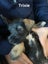 Schnox Puppies Carousel 10