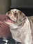 Kinley Rescue Dog - TDRP Carousel 2