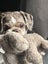 Kinley Rescue Dog - TDRP Carousel 3