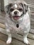 Kinley Rescue Dog - TDRP Carousel 1