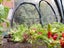 Poly Grow Tunnel Carousel 3