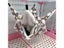 Small Pet Bed Carousel 8