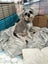 Schnox Puppies Carousel 11
