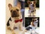 Dog Gentleman Wedding Suit Clothes Formal Shirt Pet Outfit Halloween Christmas Carousel 5