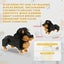 BOROLA Pet Dog Building Blocks Set Educational Toy Realistic Fun Animal Assembly Carousel 2
